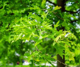 Feuille-feuillage-Chene-des-marais-Quercus-palustris Feuille feuillage Chêne des marais - Quercus palustris