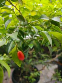 Goji-en-pot Goji en pot