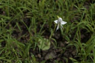 Habenaria-Grandiforiformis-2 Habenaria Grandiforiformis