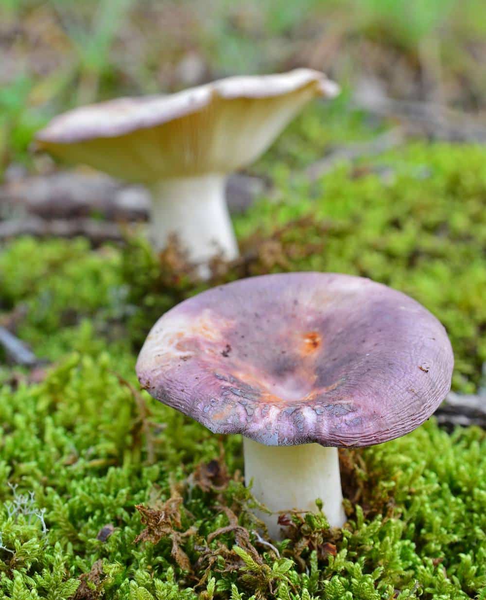 Identifier la russule charbonnière