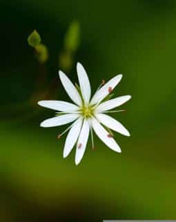 Le-mouron-blanc-temoin-dun-sol-equilibre Le mouron blanc témoin d'un sol équilibré