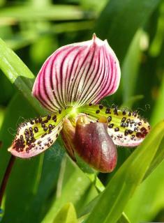 Paphiopedilum-Mitylene Sabot de Vénus