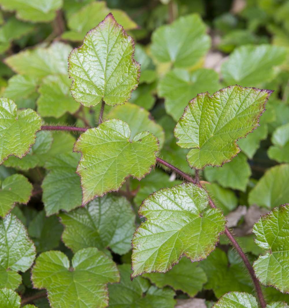 Rubus tricolor, ronce ornementale couvre-sol