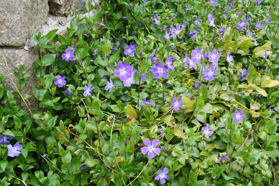 Pervenche Vinca major couvre-sol en sous-bois