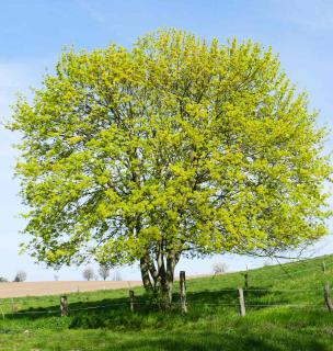 erable-champetre-Acer-campestre erable champetre - Acer campestre