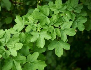 feuille-et-feuillage-erable-champetre-Acer-campestre feuille et feuillage erable champetre - Acer campestre
