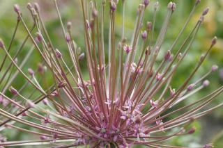 fruit-allium fruit allium