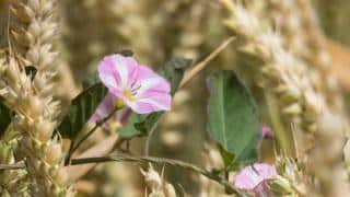 plante-indicatrice-dun-sol-asphyxie plante-indicatrice-dun-sol-asphyxie