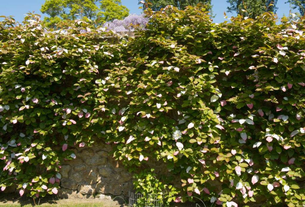 plante-pour-couvrir-mur-facade
