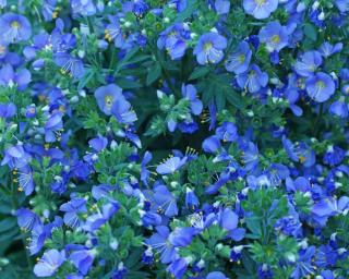 polemonium-1 polemonium