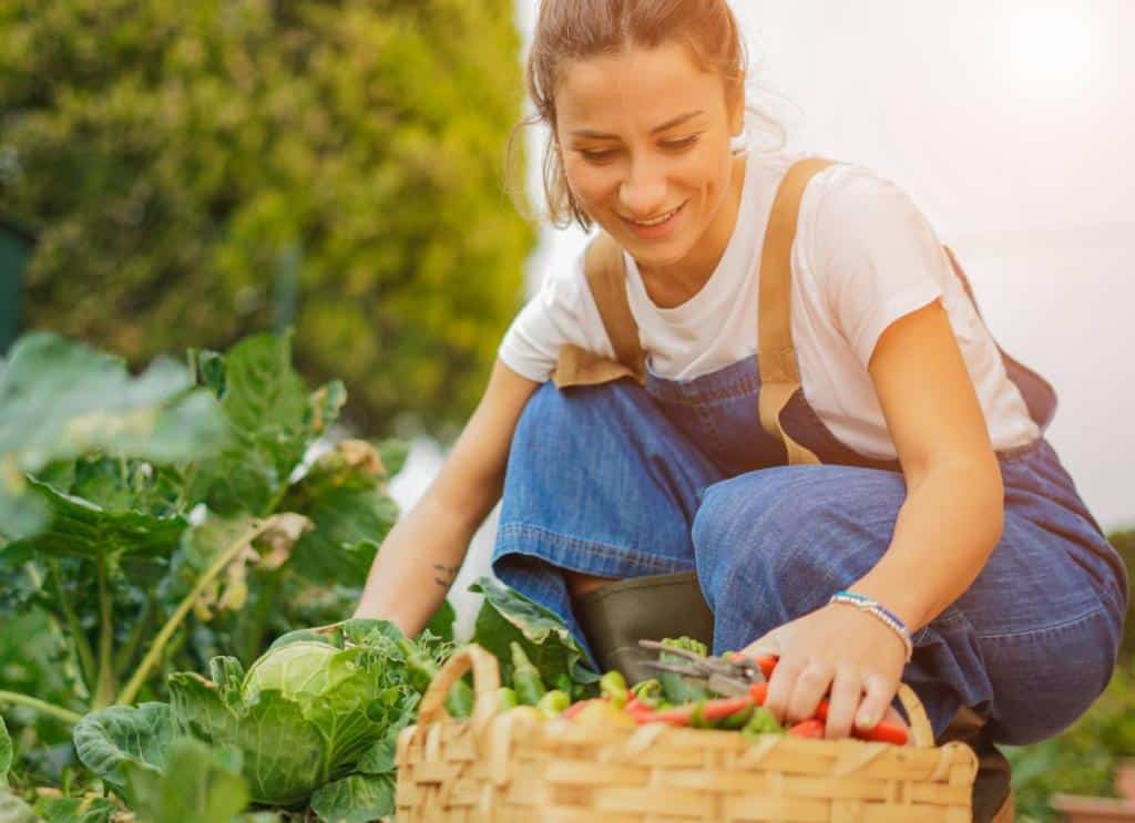 potager-fin-ete-travaux-conseils