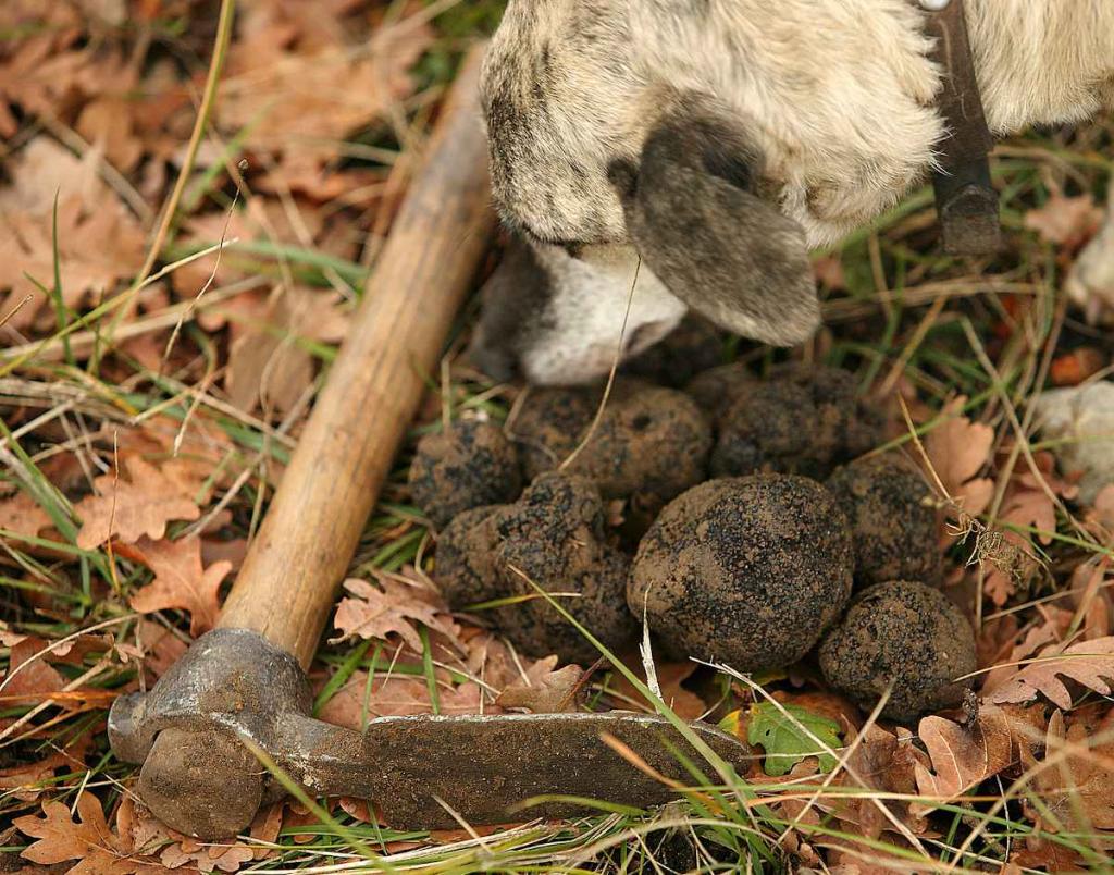Races de chien truffier
