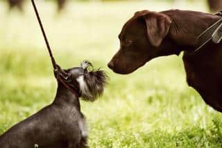 rencontre-entre-chien-reussie rencontre entre chien réussie