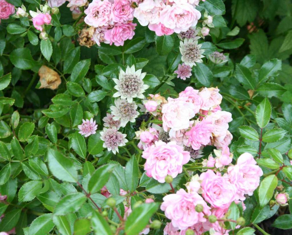rose-rosier-sans-contrainte