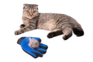 scottish-fold-entretien-sante scottish fold entretien