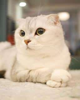 scottish-fold-origine scottish fold