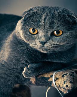 scottish-fold-taille scottish fold, taille