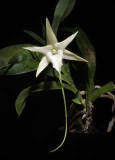 Angraecum-Sesquipedale-Etoile-de-Madagascar-1 Angraecum Sesquipedale, l'étoile de Madagascar