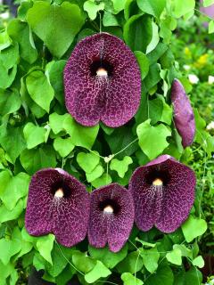 Aristolochia-Aristoloche Aristolochia - Aristoloche