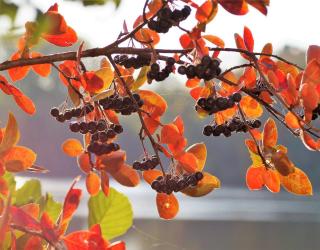 Aronia-automne Aronia automne