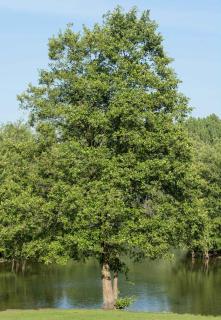 Aulne-glutineux-Alnus-glutinosa Aulne glutineux - Alnus glutinosa