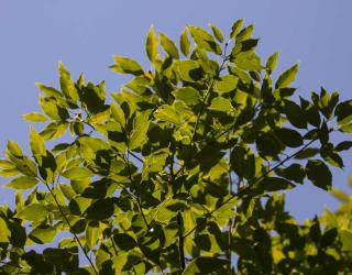Camphrier-Cinnamomum-camphora Camphrier - Cinnamomum camphora