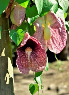Culture-entretien-Aristolochia-Aristoloche Culture entretien Aristolochia - Aristoloche