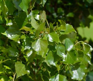 Feuille-de-peuplier-noir-Populus-nigra Feuille de peuplier noir - Populus nigra