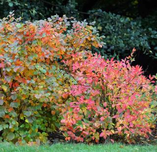 Fothergilla-automne Fothergilla automne