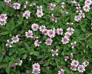 Lippia-nodiflora-Phyla-verveine-nodulaire Lippia nodiflora - Phyla - verveine nodulaire