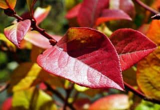 Myrtillier-automne Myrtillier automne