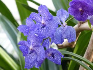 Orchidee-Vanda-Bleue Orchidée Vanda Bleue