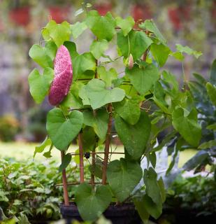 Plantation-Aristoloche-Aristolochia Plantation Aristoloche Aristolochia