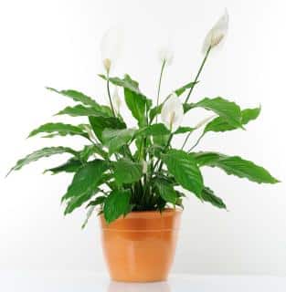 Spathiphyllum Spathiphyllum
