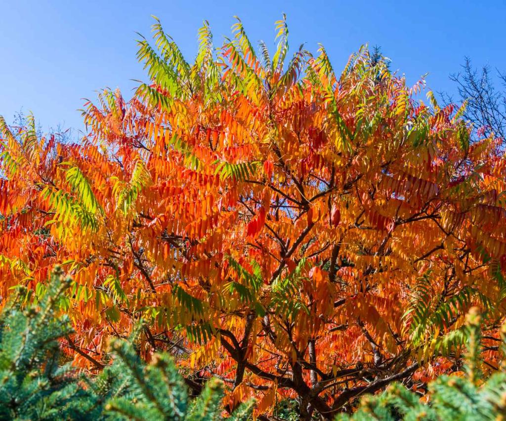 arbre-feuillage-rouge-automne
