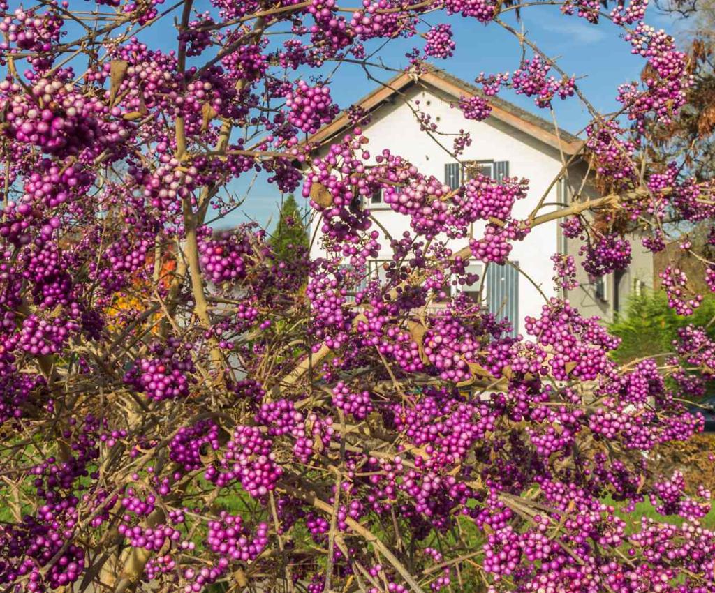 arbuste-a-baies-decoratif-automne-hiver