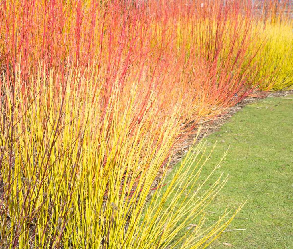 cornouiller-ecorce-rouge-et-jaune