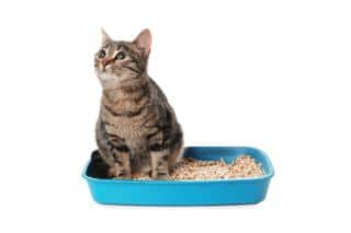 espace-de-vie-chat-coin-litiere où placer la litière du chat ?