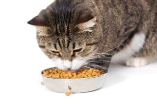 espace-de-vie-organisation-coin-repas espace-de-vie-chat-couchage
