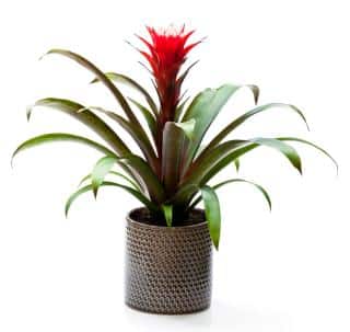 guzmania guzmania