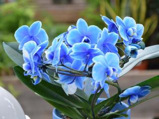 orchidee-bleu orchidee-bleu