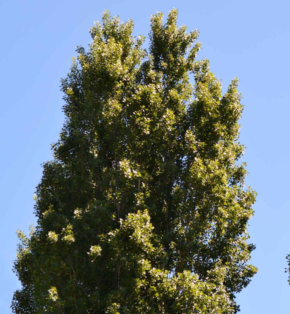 peuplier-noir-Populus-nigra