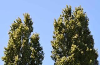 peuplier-noir-Populus-nigra-entretien peuplier noir - Populus nigra entretien