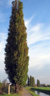 peuplier-noir-plantation-Populus-nigra peuplier noir plantation - Populus nigra