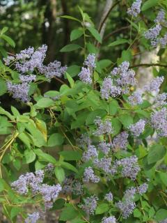Ceanothe-delilianus-Gloire-de-Versailles Ceanothus x delilianus Gloire de Versailles
