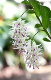 Dendrobium-amethystoglossum Orchidées bambous : Dendrobium amethystoglossum