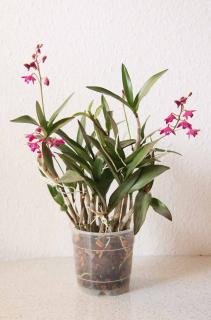 Dendrobium-berry-Oda Orchidées bambous : Dendrobium berry Oda