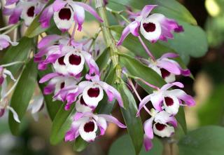 Dendrobium-nobile Orchidées bambous : Dendrobium nobile