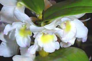 Dendrobium-nobile-alba Orchidée blanche : Dendrobium nobile 'alba'
