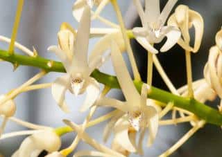 Dendrobium-speciosum Orchidées bambous : Dendrobium speciosum